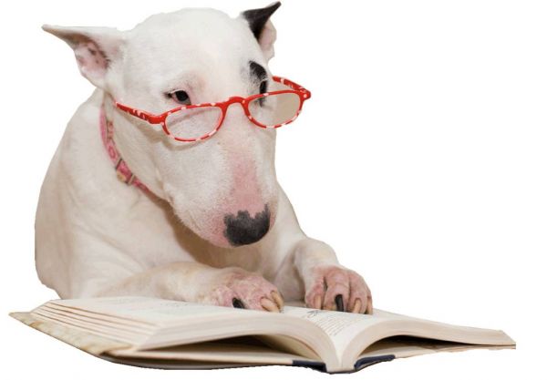 Dog studying